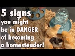 Danger! 5 signs you may become an off grid homesteader.  Baby chicks is a gateway! Don't DO IT!