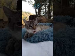 Don't worry, be happy! 💙😸💜 #cat #stressrelief #funny