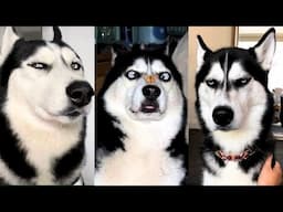FUNNY AND CUTE CATS AND DOGS 😹🐶