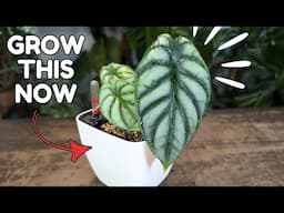 alocasia have been thriving since I did this