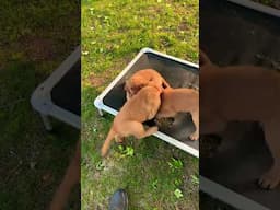 We have puppies!! Goldens! #dogtrainer