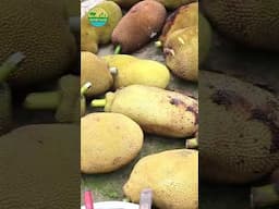 29 Ripe Jackfruit & Handmade Bread Preparing #villagevlog #bengalifood #jackfruit #fruit