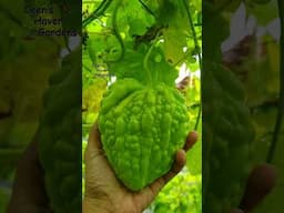 Growing Bittergourd | Planting Bittergourd #viralshort #gardening #garden #vegetables #viralvideo