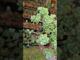 Sedum clavatum cluster | bikolanahardinera #shortvideo #succulent #sedum