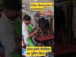after grooming Rottweiler dog #shorts #amitalbinopets #dog #grooming #pets
