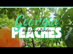 GEORGIA PEACHES !!! our first backyard peach tree harvest