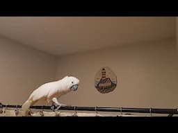 Talking To A Cockatoo About His Saturday Night