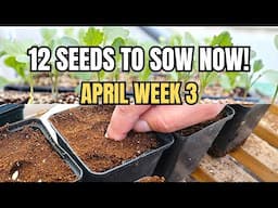 12 Seeds to Sow Now! Best Plants to Start in April Week 3 for a Thriving Garden