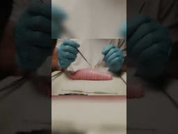 Slug Surgery asmr