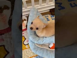 Tiny tiny chihuahua pup! #sweetiepiepets #puppy #chihuahuafanclub #chihuahua #cute #chihuahuapuppies