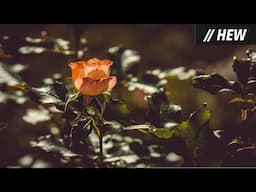 Chasing Abbey - Oh My Johnny (Banks Of The Roses)