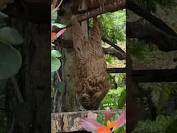 Sloth eating upside down! #costarica #ecopark