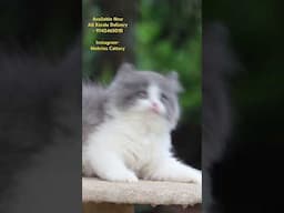 Traditional Long Hair Kittens , #love #arrahman #music #cat #pets #song #catlover #yourpet #yourcat