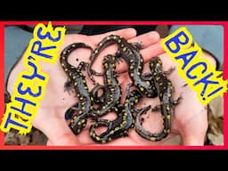 Surrounded In Frogs And Salamanders!