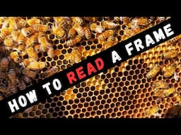 Frame by Frame Inspection of a Nearly Perfect Colony of Honey Bees