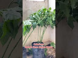 Tanam Cabe tanpa Semai di Polybag / how to plant chilies #caberawit #rawitkaliber #cabepolybag