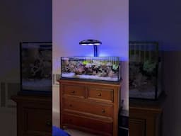 Flatworm exit in your reef tanks!