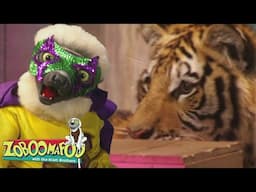🔴 Zoboomafoo LIVE 24/7 🔴 Pop Goes the Tiger | Movies for Kids | Zoboomafoo - WildBrain