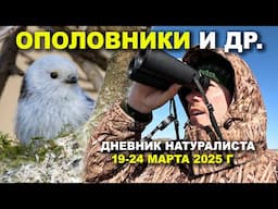 Ополовники и др. Дневник натуралиста 19-24 марта 2025. д. Денисово