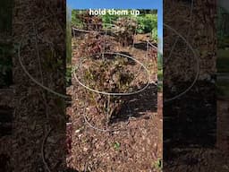 Peony tip!! How to support them so blooms don’t flop! #gardenhack #peonies #gardentip