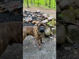 Bullmastiff Tonka Is Guarding The Steaks! #bullmastiffs #campdog #bulldog #mountaindog