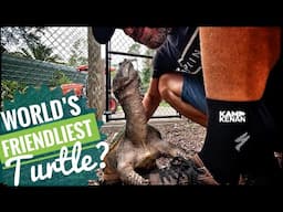 The Most Charismatic Turtle You’ll EVER Meet!