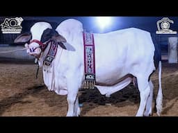 Jan e AQ | Snow White | Yafur | AQ Cattle Farm