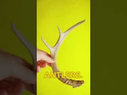 Skittle Shrimp Deer Antler Aquarium Build