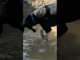 where is the ball