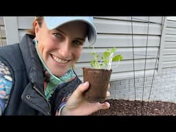 This Week In The Garden & The First Container | The Reckless Garden