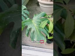 How to acclimate to full sun . ￼#thaiconstellation #plantlife