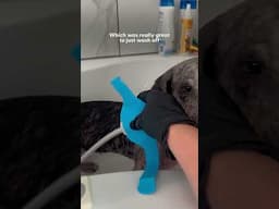 Mangy Puppy Who Was Too Scared To Walk On Floors Opens Up | The Dodo