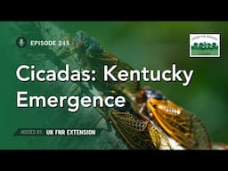 Cicadas: Kentucky Emergence - From the Woods Today - Episode 245