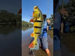 ESSE PEIXE É LINDO D+🎣❤️🔥 #pescaria #johnnyhoffmannoficial #fishing