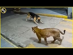 Witness This: You Won’t Believe What This Leopard Can Do!