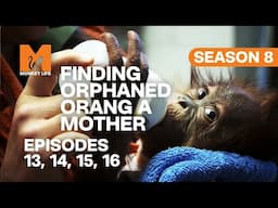 Who Will Adopt This Orphan Orang-utan in Monkey Life? | S08 E13, 14, 15 & 16 | Full Episodes
