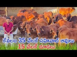 కేవలం 35 వేలకే సహివాల్ ఆవులు 15 వేలకే దూడలు | Sahiwal Cows