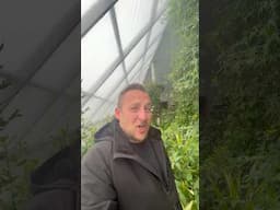 🙊It’s a #jungle #greenhouse #nature #homestead #farm #arkopia