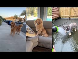 When Your Dog Has Had Enough 😂