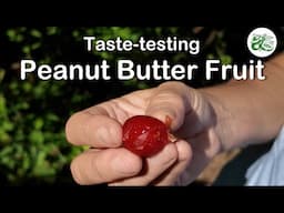 Peanut Butter Fruit - Taste Test
