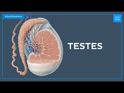 Testes anatomy - Quick Anatomy | Kenhub