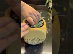 Turn Pineapple Peels Into Gold! Easy Kitchen Hacks  #ytshorts #kitchenhacks #sustainability #kitchen