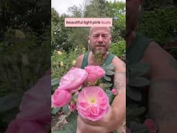 personal growing review of Rose ‘Bouquet parfait’ -(Lenbofa) available from @PeterBealesRoses
