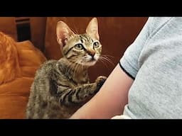 A stray kitten with a broken leg patted its owner carefully, longing for a hug