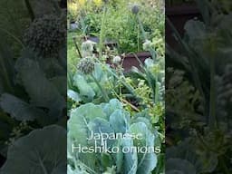 Companion Planting: Is it worth the Hype? #summeronshorts