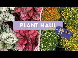 Houseplants under $5 | Beginner’s  Guide