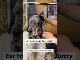 Ear clipping & scissoring for Buzzy 🐝 dog #englishsetter #doggroomingtips