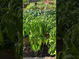 What is Wrong with my Pepper Plants? #garden #short #shorts #fypyoutube