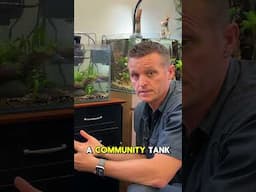 Betta In A Community Tank