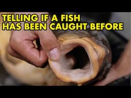 Do Mouth Curtains Tell You If A Carp Has Been Caught Before? : FISH MYTHS UK
